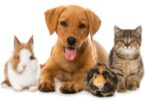 How to Choose the Right Pet for Your Family
